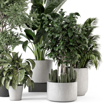Indoor Plants  in rusty Concrete Pot - Set 584 — Вид 2