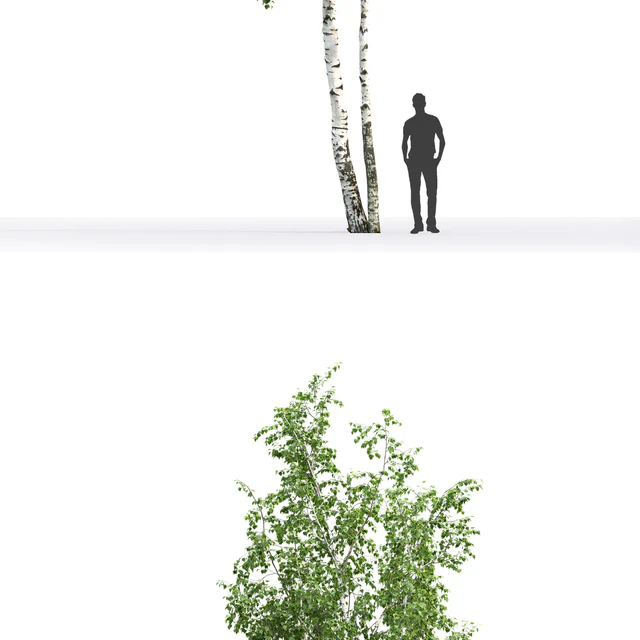 Betula # 6 (14.5m) — Descargar