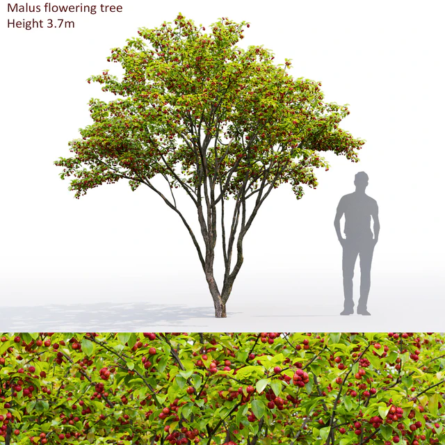 Malus fruit tree # 3 — Descargar