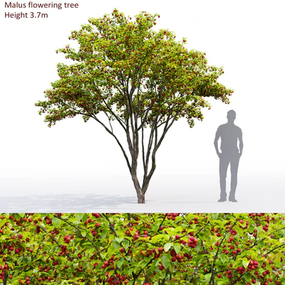 Malus fruit tree # 3 — Ver 1