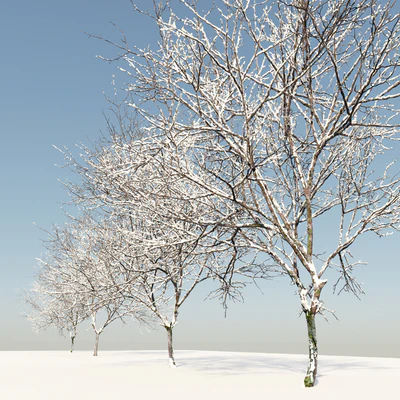 Winter Fraxinus pennsylvanica — Вид 2