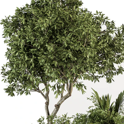 indoor Plant Set 373- Tree and Plant Set in pot — Ver 2