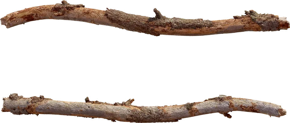 common spruce branch 001 — Descargar