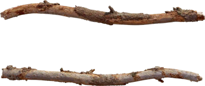 common spruce branch 001 — Descargar