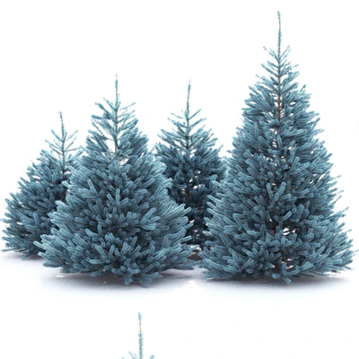 Spruce — Вид 2