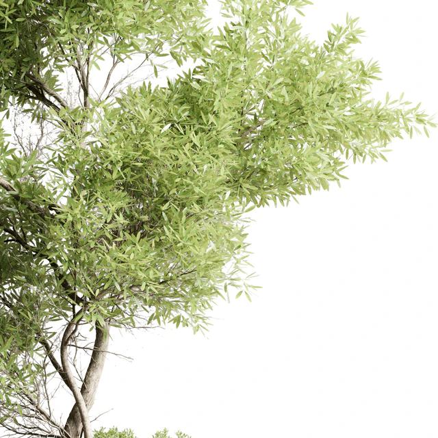 Collection outdoor indoor 85 pot plant & tree & bush — Descargar