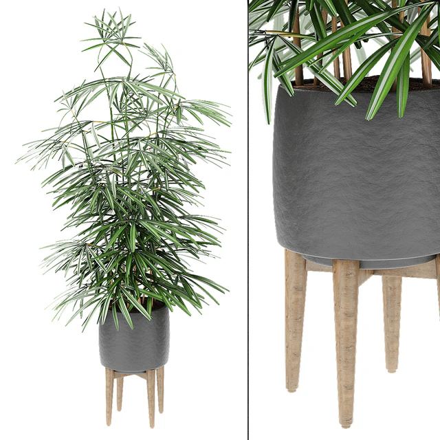 Plant in Pot Flowerpot Exotic Plant — Descargar