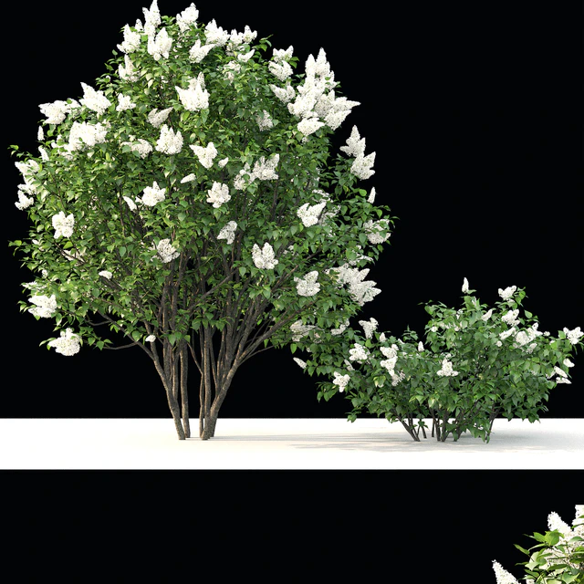 Lilac flowering #3 — Descargar