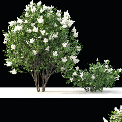 Lilac flowering #3 — Ver 2