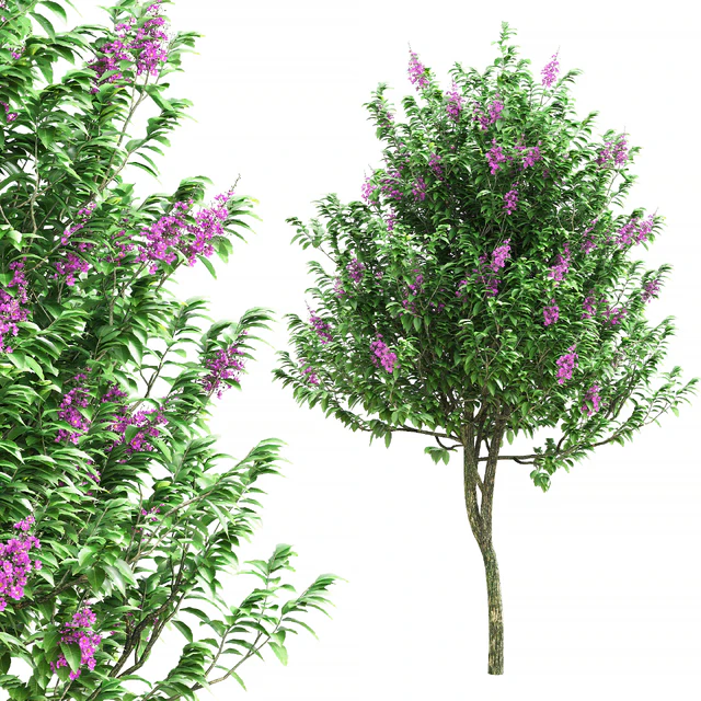 Lagerstroemia speciosa tree — Скачать