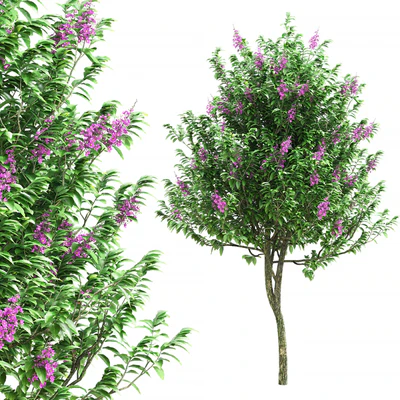Lagerstroemia speciosa tree — Вид 1