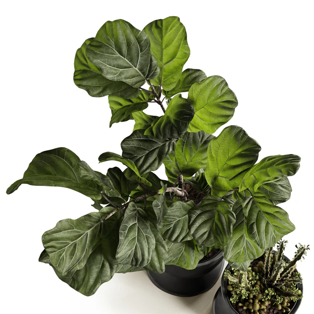 Ficus and cactus — Descargar