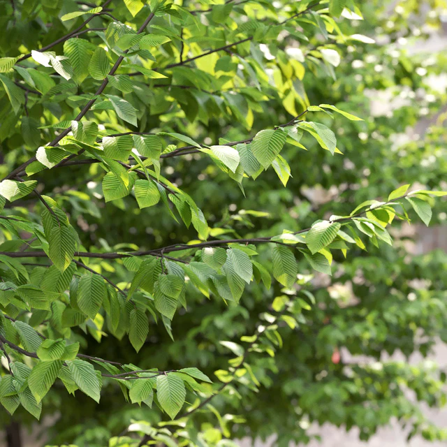 Carpinus Caroliniana — Скачать