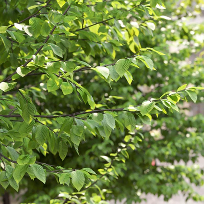 Carpinus Caroliniana — Вид 2