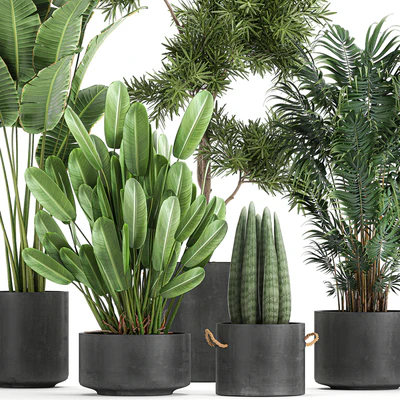 Collection of plants in concrete pots with Strelitzia, palm, Sansevieria. Set 754. — Ver 2