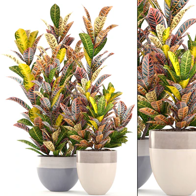 Collection of plants. Croton, Flowerpot, tree, bush, interior, indoor, decorative, exotic plants — Ver 1