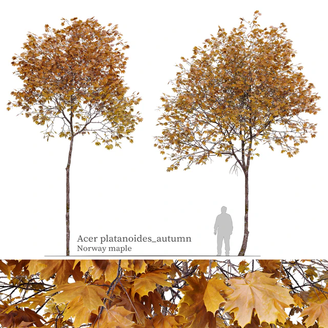 Acer platanoides (autumn) — Descargar