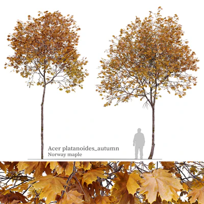 Acer platanoides (autumn) — Ver 1