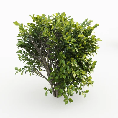 Cherry laurel — Ver 2