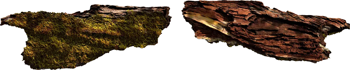 mossy tree log 003 — Descargar