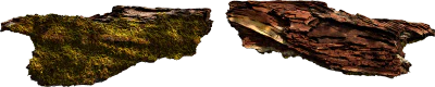 mossy tree log 003 — Descargar
