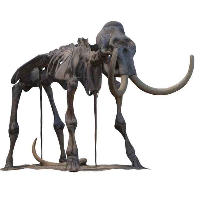 Mammoth skeleton — Descargar