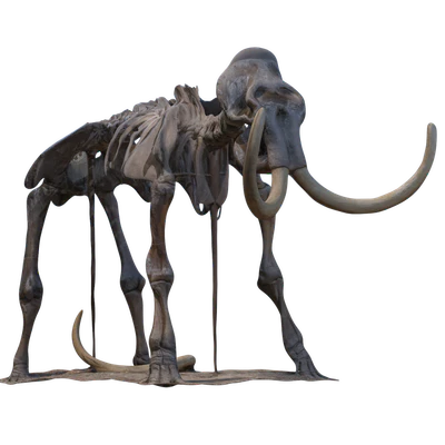 Mammoth skeleton — Ver 1