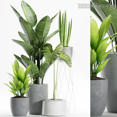 PLANTS 155 — Вид 1