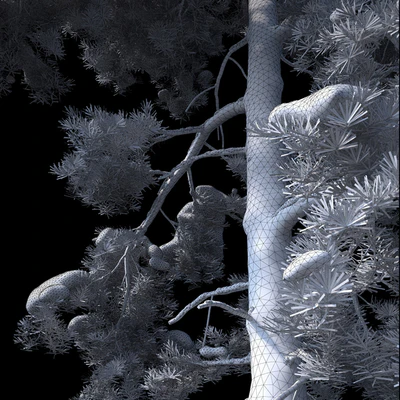 A large pine tree in the snow — Ver 2