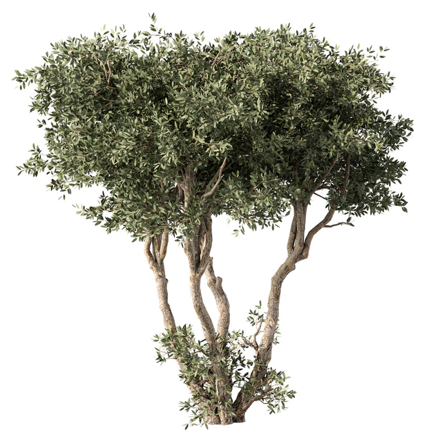Tree No.65 — Descargar
