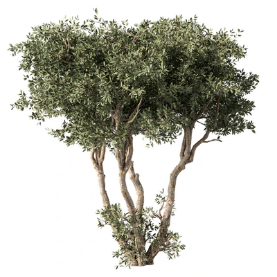 Tree No.65 — Ver 1
