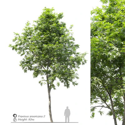 Fraxinus americana (White ash) 2 — Ver 1