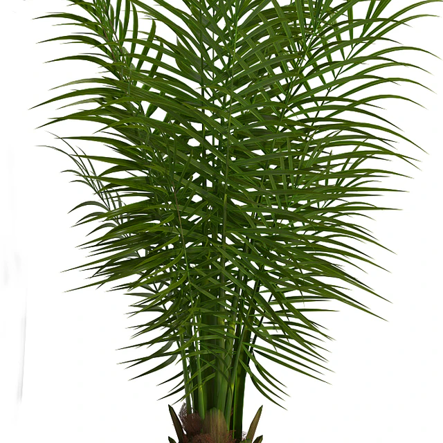 PARLOR PALM 2 — Descargar