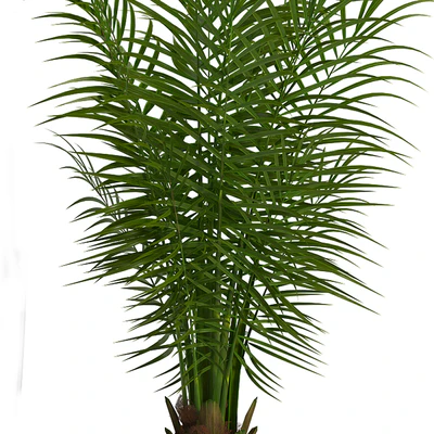 PARLOR PALM 2 — Ver 2