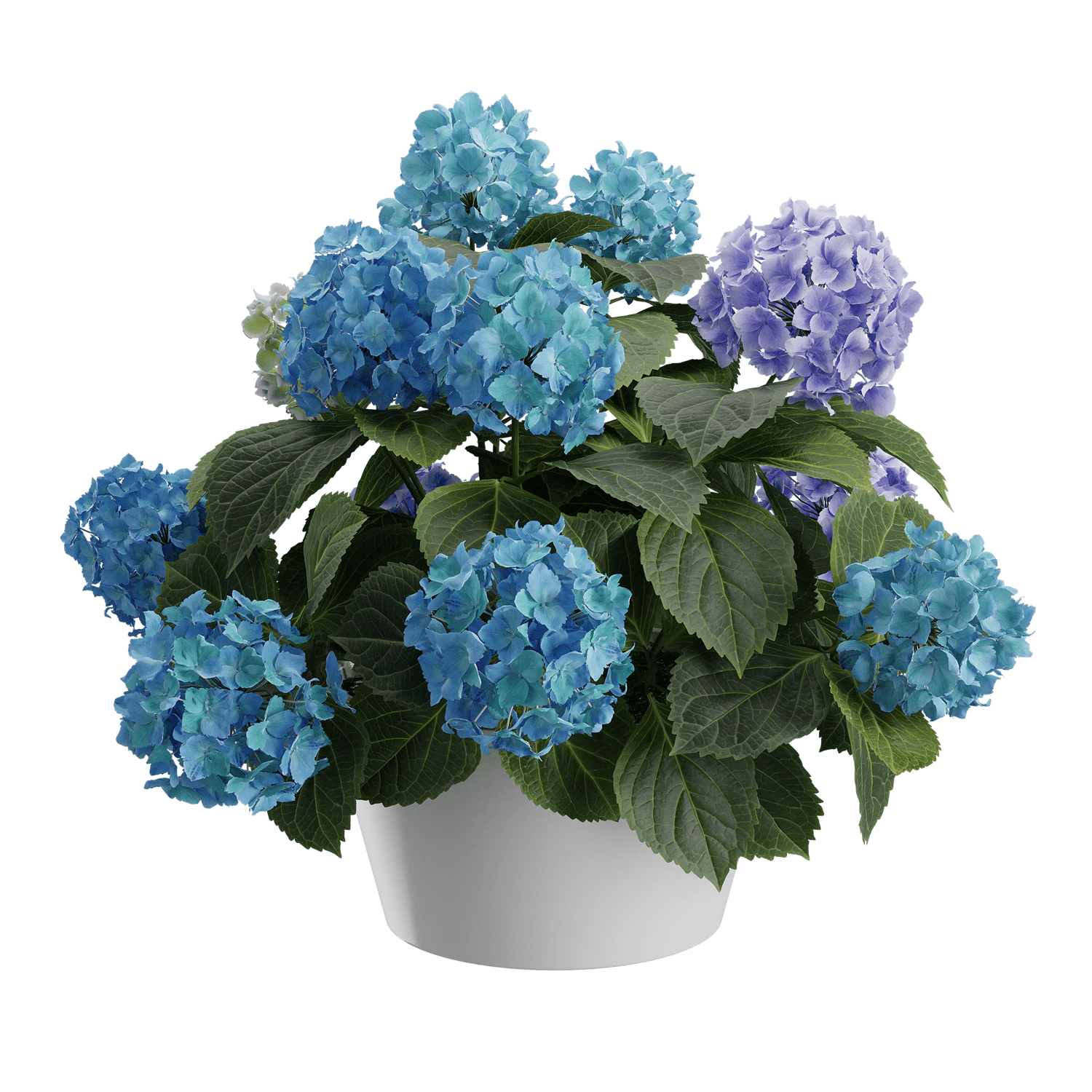 plant hydrangea mophead 002 — Скачать