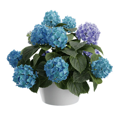 plant hydrangea mophead 002 — Скачать