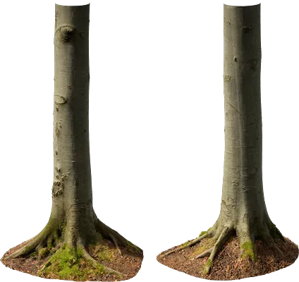 beech tree trunk 005 — Descargar