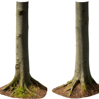 beech tree trunk 005 — Descargar