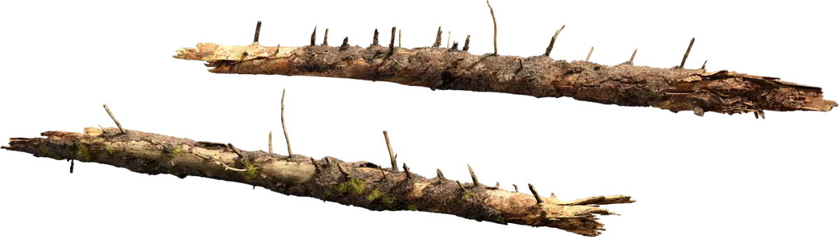nordic forest tree log large 002 — Скачать
