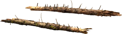 nordic forest tree log large 002 — Скачать