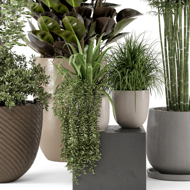 Indoor Plants in rusty Concrete Pot - Set 229 — Descargar