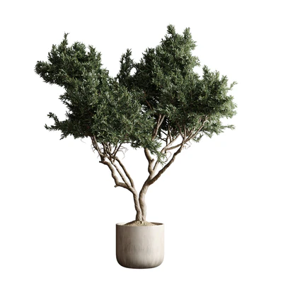 Indoor plant 04 - Tree in a pot — View 2