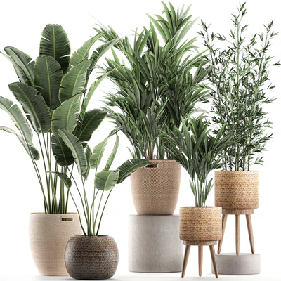 Collection of indoor plants in rattan baskets with palm, bamboo, banana for decoration and interior. Set 600. — Ver 1