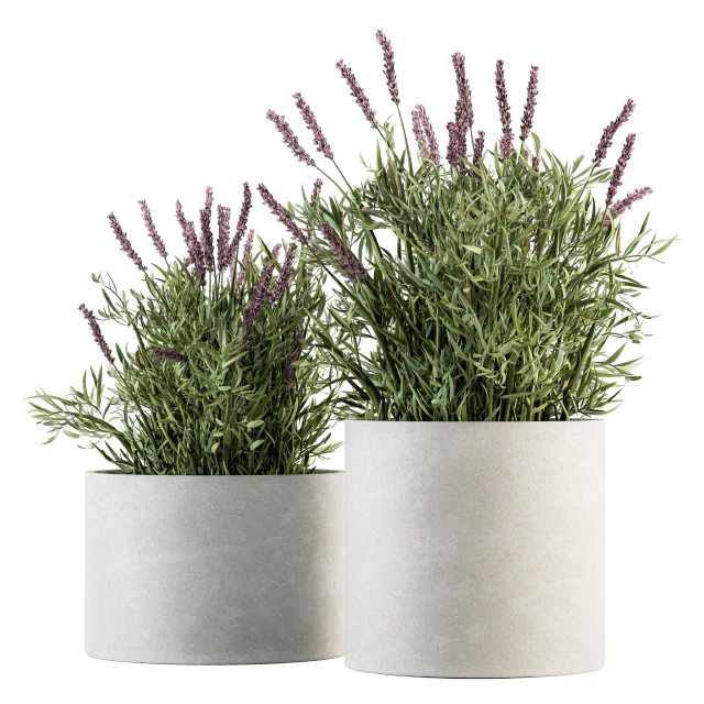 indoor Plant Set 183 - Lavender Bush — Скачать