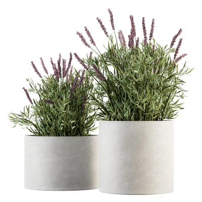 indoor Plant Set 183 - Lavender Bush — Вид 1