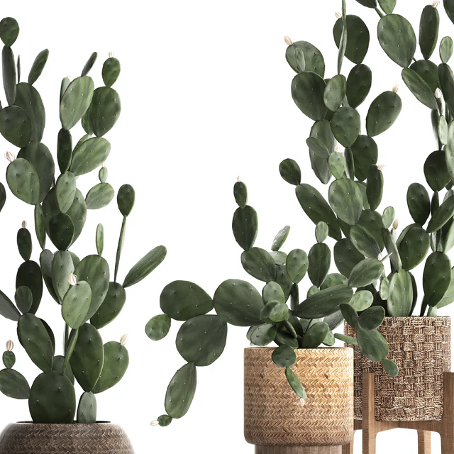 Plant Collection cactus 397. Basket, rattan, prickly pear, Prickly pear, indoor cacti, eco design, natural materials — Descargar
