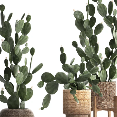 Plant Collection cactus 397. Basket, rattan, prickly pear, Prickly pear, indoor cacti, eco design, natural materials — Ver 2