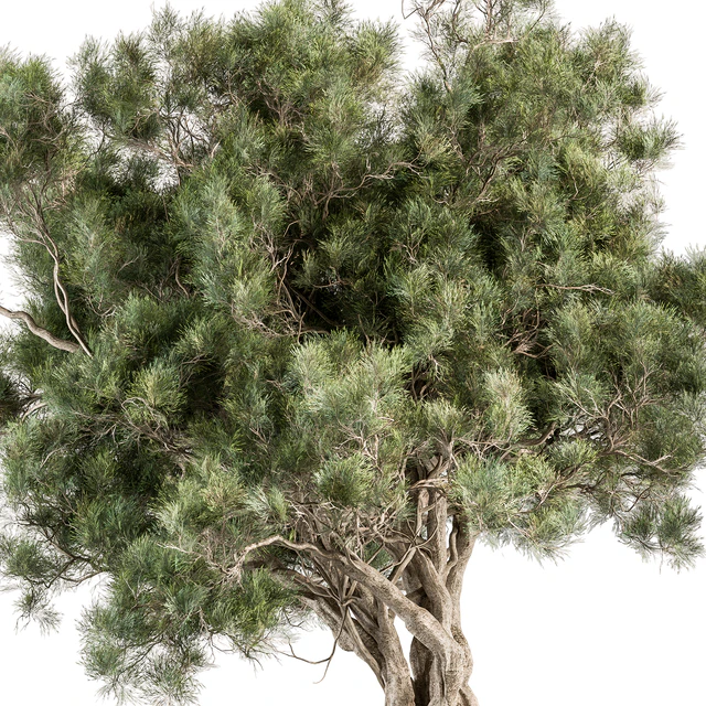 Tree Olive - Set 193 — Скачать