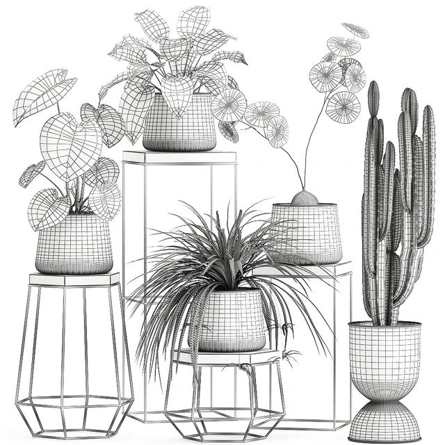 A collection of small plants on stands in black pots with Stefania Erecta, cactus, Philodendron. Set 899. — Descargar