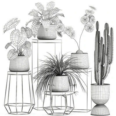 A collection of small plants on stands in black pots with Stefania Erecta, cactus, Philodendron. Set 899. — Ver 3